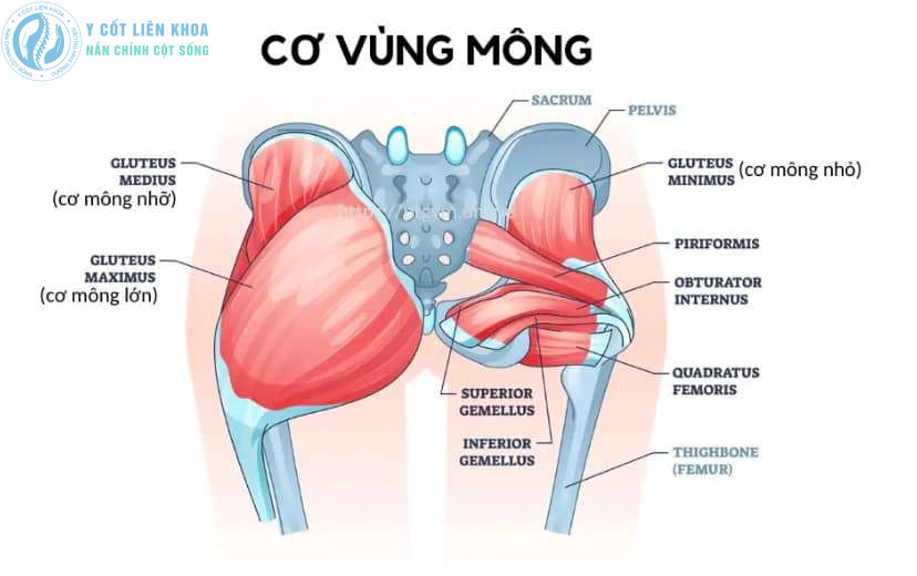Các nhóm cơ vùng chậu