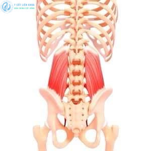 cơ vùng lưng dưới và xương chậu bị co kéo khi trục cơ thể mất cân bằng