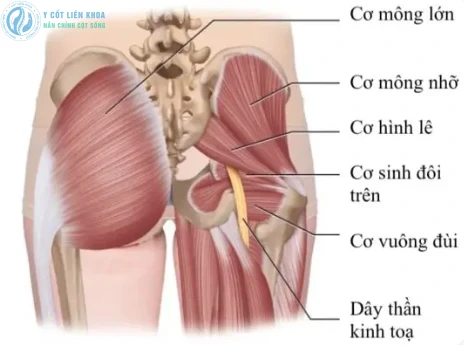 Minh họa cơ hình lê và dây thần kinh tọa đi qua vùng mông